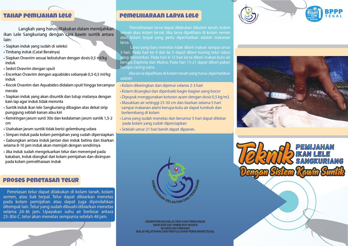 bppsdm_bp3tegal's tweet photo. Teknik Pemijahan Ikan Lele Sangkuriang Dengan Sistem Kawin Suntik.

#KKPRebound #KKP 
@sjariefwidjaja @lapregiwati @kkpgoid https://t.co/Qq7Fnzgppv
