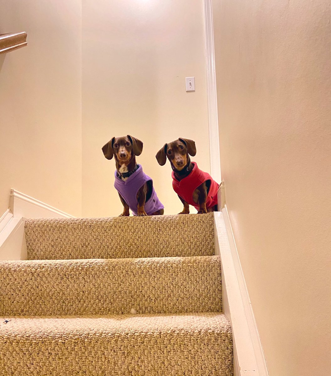 every night, the second i close my computer, they run to the top of the stairs and stare down at me, waiting for me to come up to bed