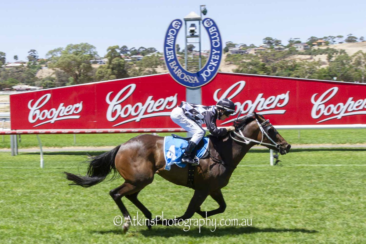 Terry Hann (@terry_hann) on Twitter photo He’s had a few winners, but this is the first time I’ve photographed Ben Price as a winner. JUSTA JILLAROO, trained by Dennis O'Leary to win the Haulmark Trailers Benchmark 54 Handicap at Gawler. @RacingSouthAus <a href="/TheBCGNews/">The Barossa, Clare & Gawler News</a> <a href="/Gawlerjockey/">Gawler Jockey Club</a> <a href="/BpriceBen/">Ben Price</a>
AtkinsPhotography.com.au He’s had a few winners, but this is the first time I’ve photographed Ben Price as a winner. JUSTA JILLAROO, trained by Dennis O'Leary to win the Haulmark Trailers Benchmark 54 Handicap at Gawler. @RacingSouthAus <a href="/TheBCGNews/">The Barossa, Clare & Gawler News</a> <a href="/Gawlerjockey/">Gawler Jockey Club</a> <a href="/BpriceBen/">Ben Price</a>
AtkinsPhotography.com.au