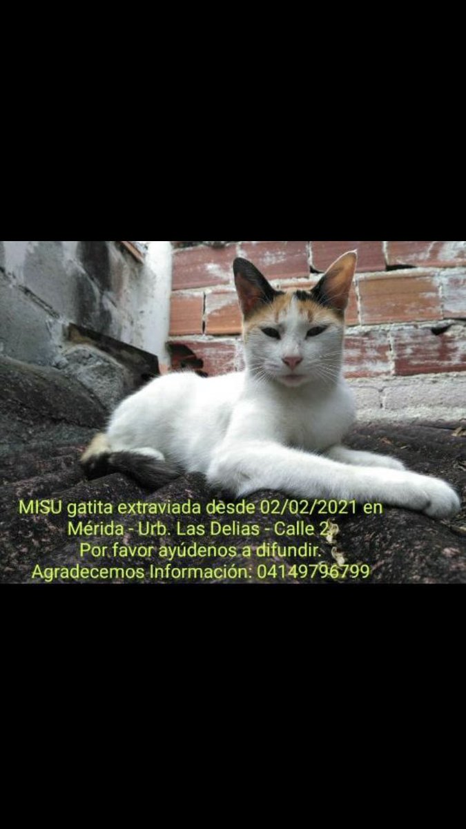 Gatita extraviada en Merida. Información el la foto. @SOSFauna <a href="/protectoraASN/">Animales Sin Nombre</a> <a href="/FundaPeludosP/">PELUDOSPROTEGIDOS</a> <a href="/fundacionnapda/">Fundacion Napda</a> <a href="/Mary_Jar/">Mary X 🩵🐕🐈</a>