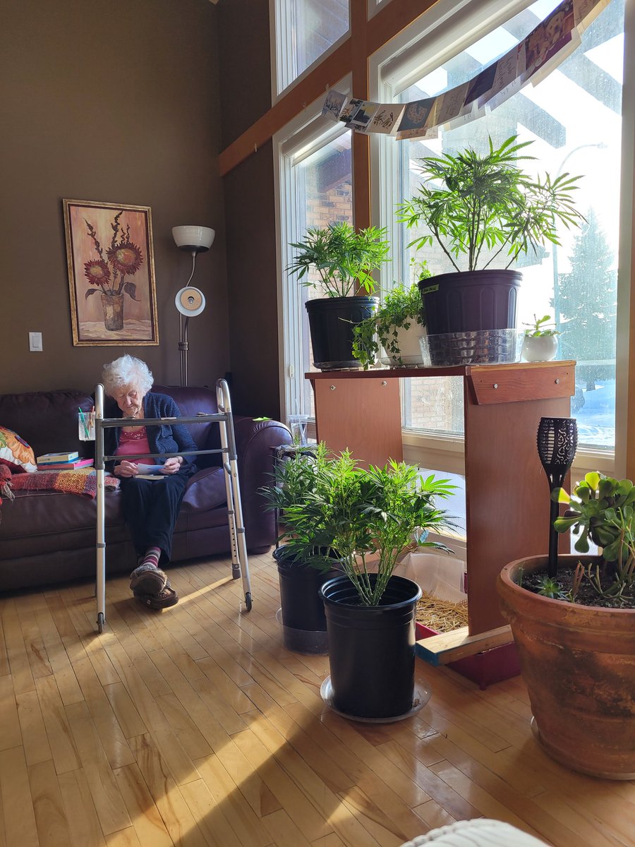 This is a thread about cannabis and dementia. I got my mom a cannabis rx in 2019. Mom's dementia was bad at the time. At 1st, her Dr gave her limited access and I fixed that cz I was already a cannabis educator running my own biz. I knew what I was talking about. She signed up w/