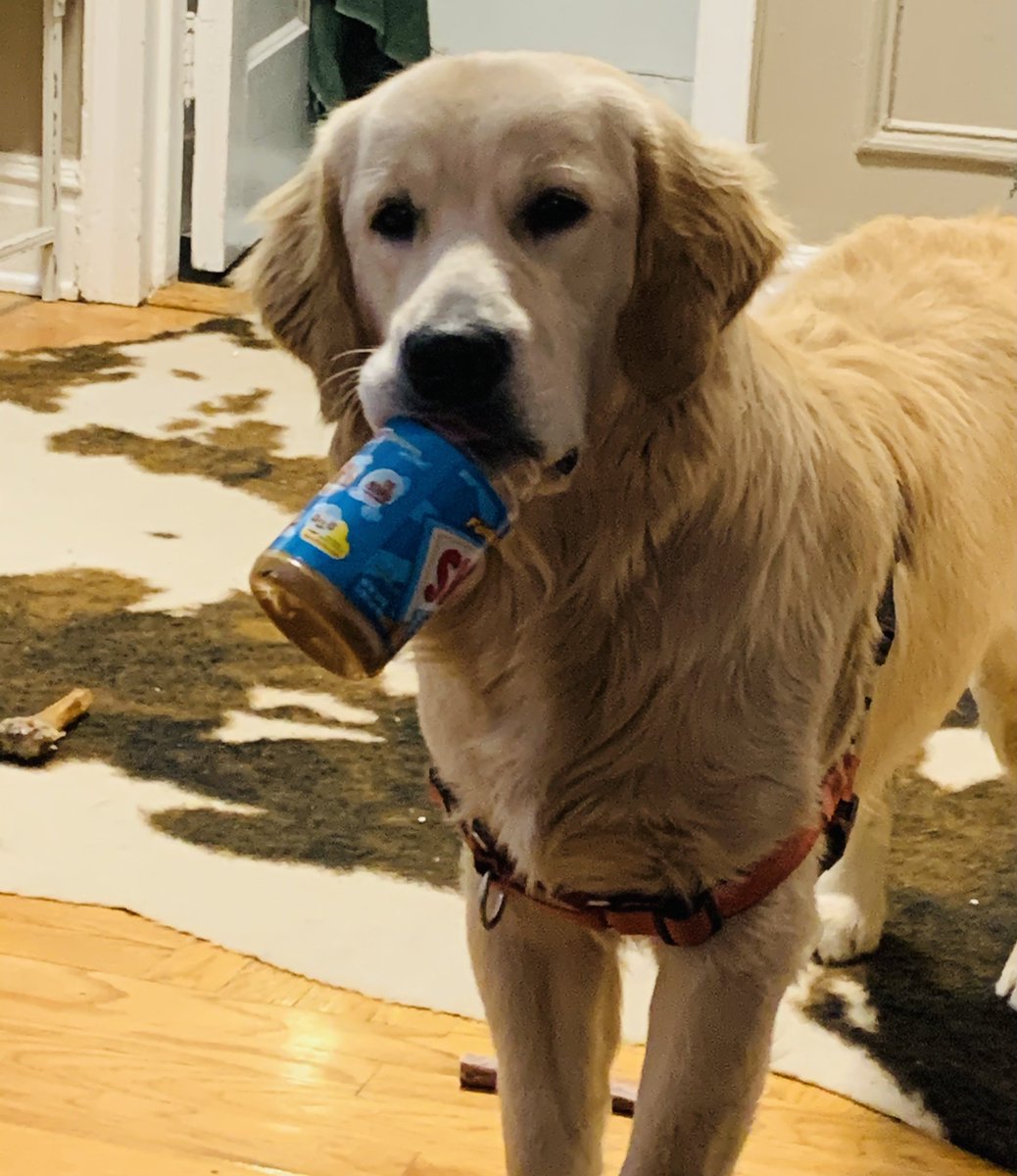 andyknj33's tweet photo. @brewski_o @dog_rates https://t.co/CtcKUfe89E