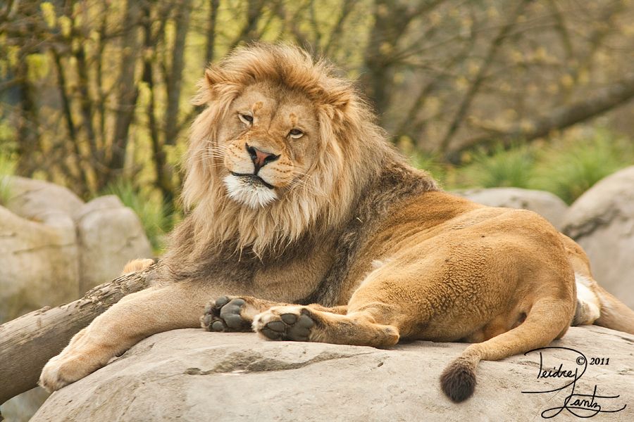 Лев смеется. Довольный лев. Добрый лев. Лев ухмылка. Смешной лев.