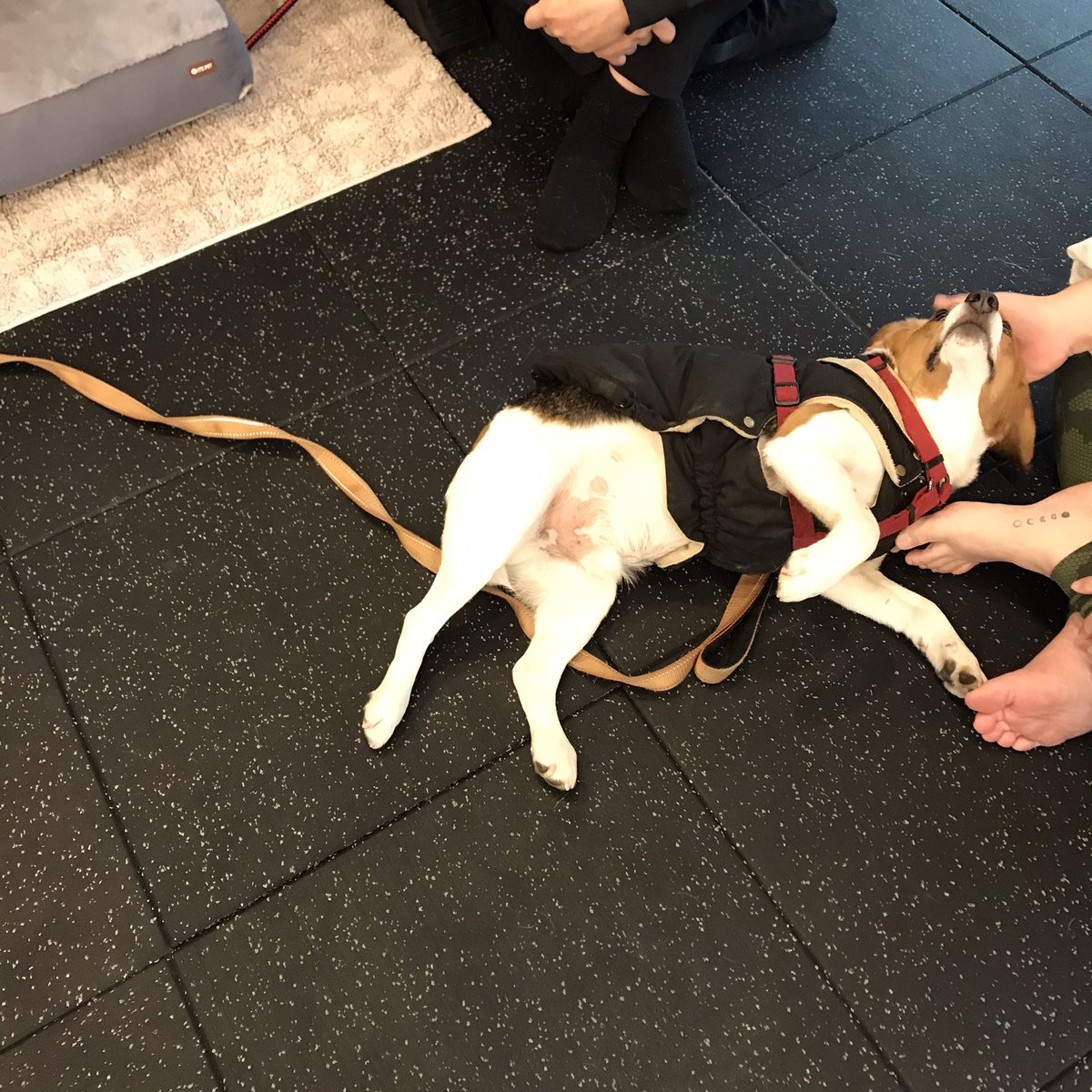 dalcom_chapssal's tweet image. 16kg 원암스윙과의 짜릿한 첫 만남•••💕💪🏼 6주 쉬고와서 그런지 2시간이 너무너무너무 빠르게 지나간다. 마무리는 베리보세요🐶