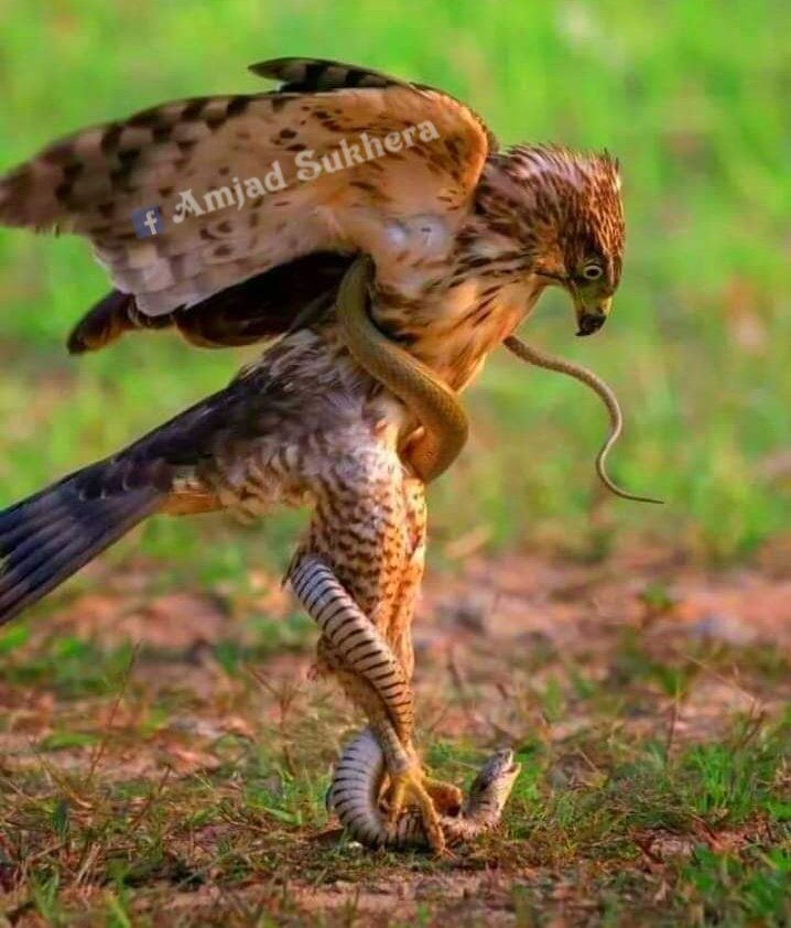 sukhera640's tweet photo. اگر حالات پر آپ کی گرفت مضبوط ہے
تو زہر اگلنے والے بھی آپ کا کچہ نہیں بگاڑ سکتے ہیں....!!! https://t.co/4uvt2cx11U