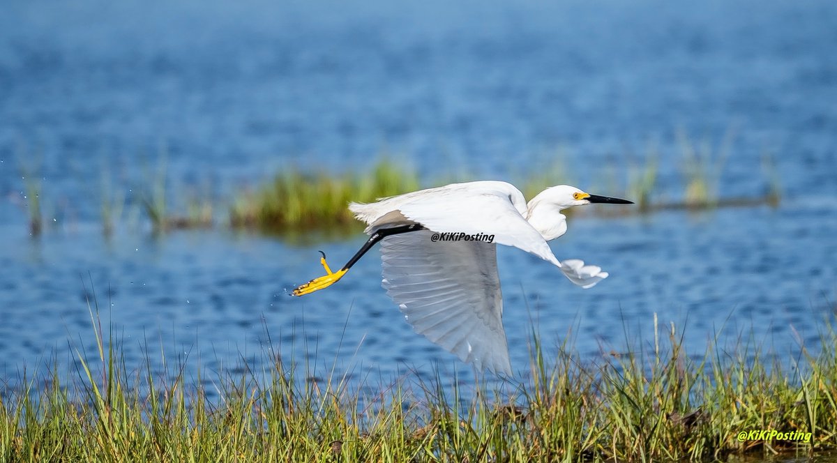 nature #NaturePhotography #naturelovers #TwitterNatureCommunity #egret #sno...