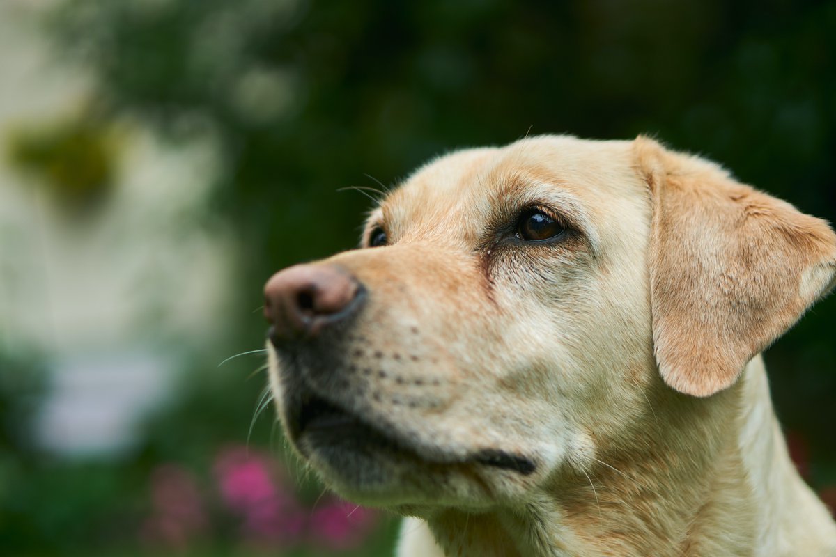 HorizonMagEU's tweet photo. Why dogs are increasingly seen as important for understanding cognition and ageing processes
➡️https://t.co/6VYA2hNMDS https://t.co/iFBkR3Ymb2