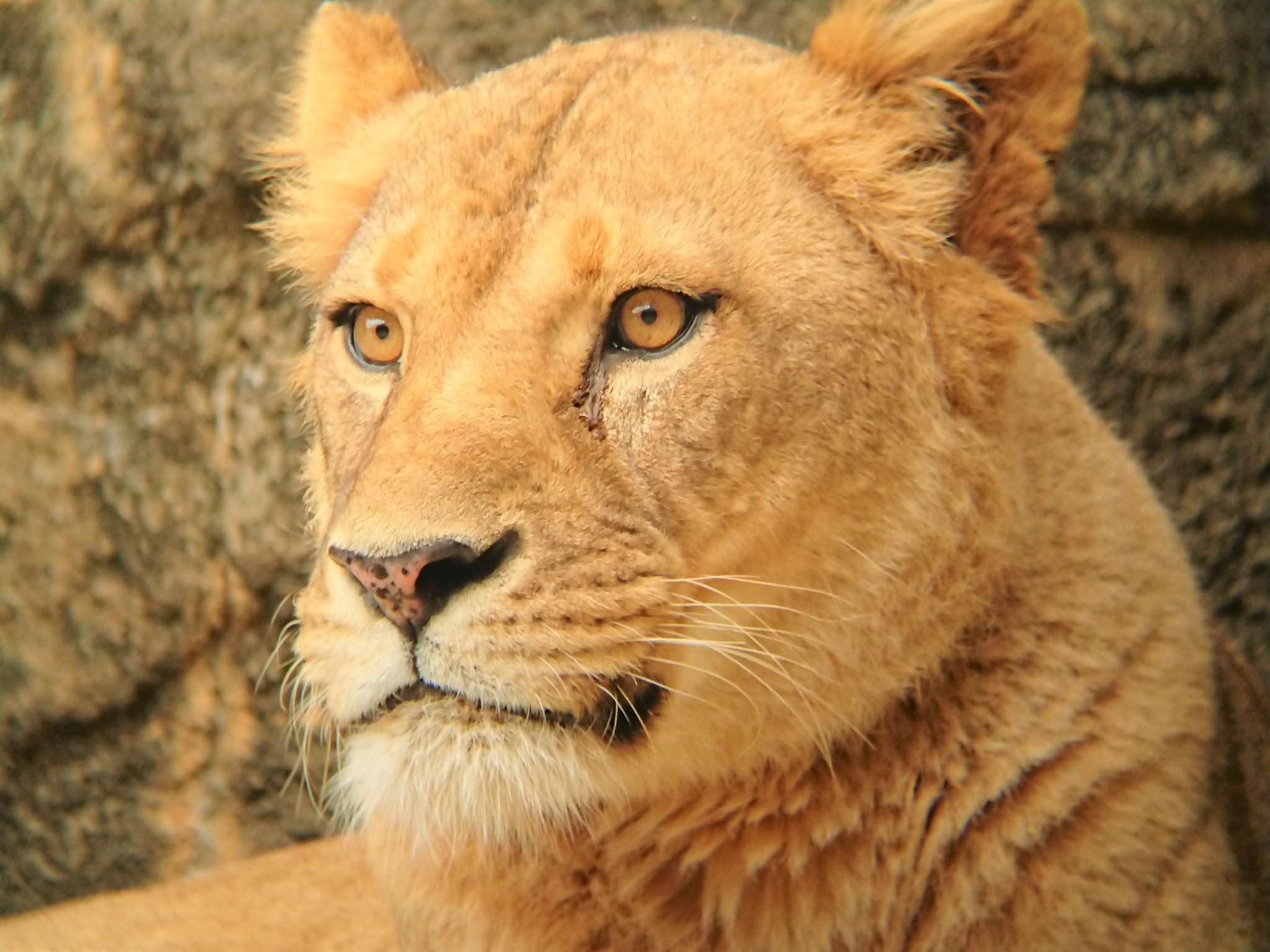 静岡市立日本平動物園 動物 メスのライオン マッチ が死亡しました 令和3年2月3日追記 T Co Ni50qqs2rb 日本平動物園 ライオン マッチ T Co L7awi05ey5 Twitter