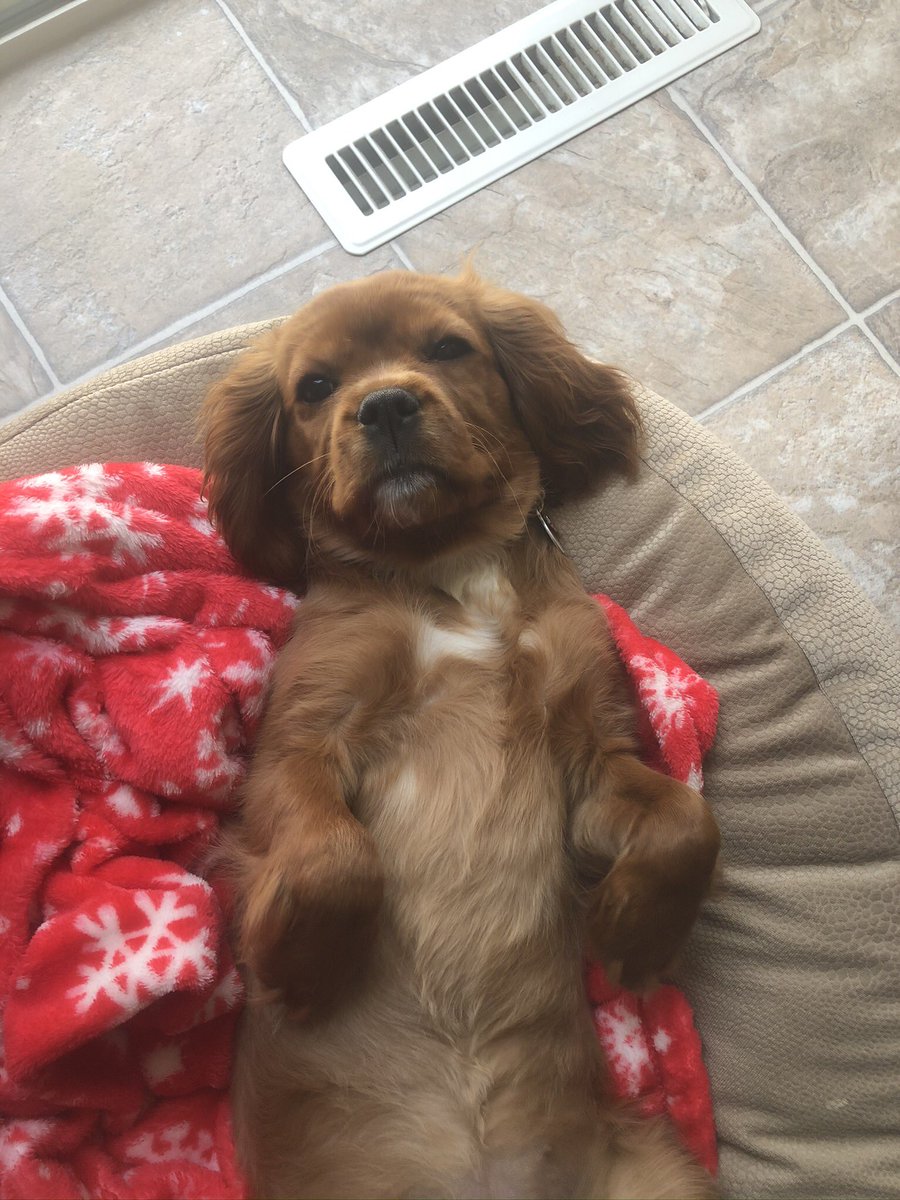 ACIMSSNY's tweet photo. I’m up way too early to try to get my puppy on TV.  @WayTooEarly #waytooearly https://t.co/MUJdrNpf8Y