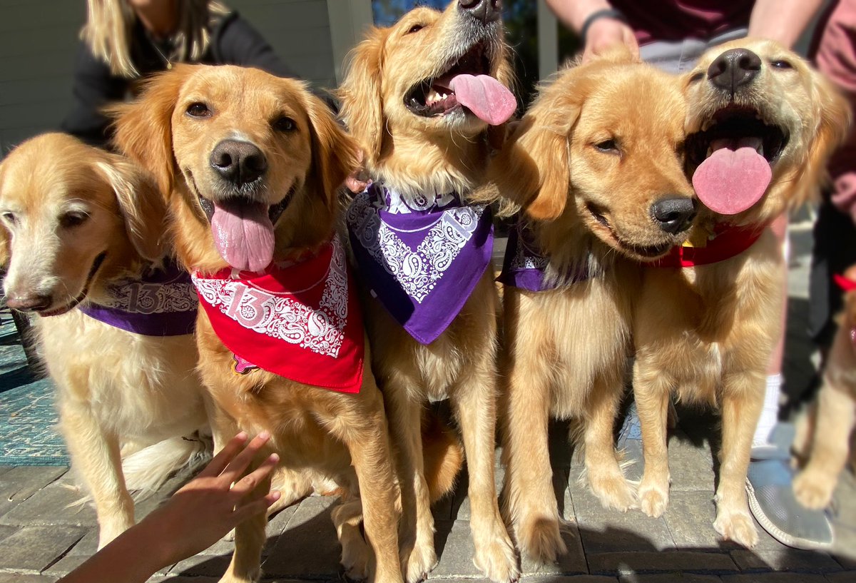 👀 I heard it’s International Golden Retriever day!!! 🐕✨Just in time for the #GoldenBowl 😅🏈🏟
 <a href="/FOX13News/">FOX 13 Tampa Bay</a>