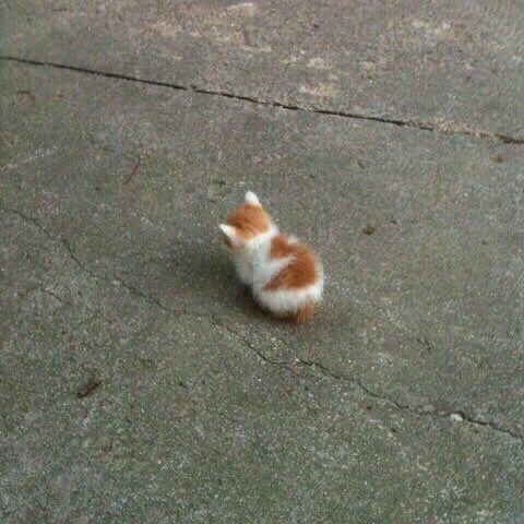 น้องแพตัวเท่านิ เท่านิ