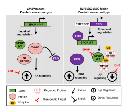 Nature Communications (@naturecomms) on Twitter photo A ERG/SPOP dichotomy regulates the response to androgen therapy in prostate cancer. nature.com/articles/s4146… <a href="/USI_university/">USI University</a>; <a href="/Tiz_bernasocchi/">Tiziano Bernasocchi</a>; <a href="/JenTekle/">Jennifer El Tekle</a>; <a href="/JTheurillat/">Jean-Philippe Theurillat</a>; @bolismrc1 #canceresearch A ERG/SPOP dichotomy regulates the response to androgen therapy in prostate cancer. nature.com/articles/s4146… <a href="/USI_university/">USI University</a>; <a href="/Tiz_bernasocchi/">Tiziano Bernasocchi</a>; <a href="/JenTekle/">Jennifer El Tekle</a>; <a href="/JTheurillat/">Jean-Philippe Theurillat</a>; @bolismrc1 #canceresearch