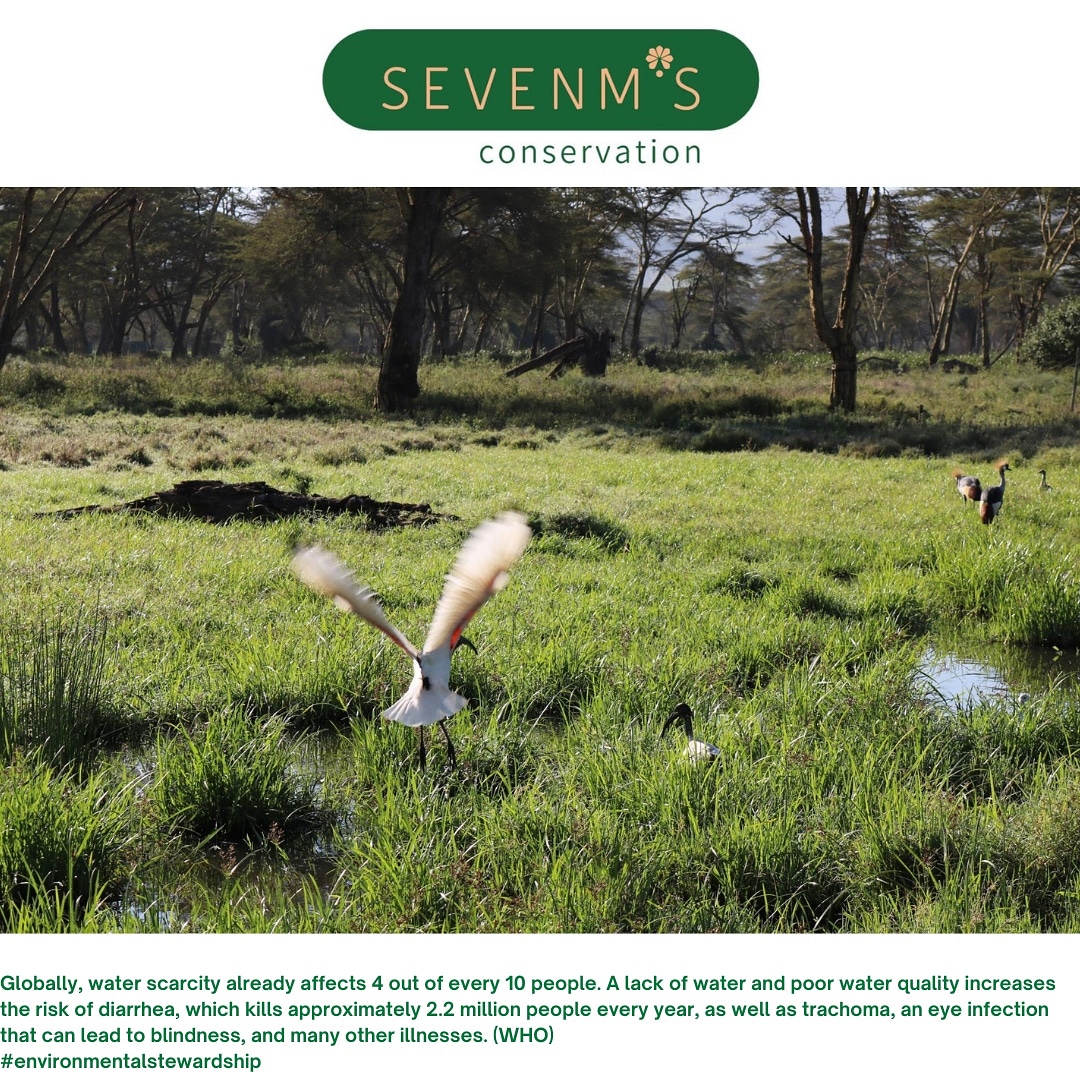 SevenmsC's tweet photo. Wetlands play a very critical role in providing water for drinking and household uses, therefore protecting wetlands plays a pivotal role in comparting various waterborne diseases.
Play your part today and help protect wetlands by avoiding pollution. 
#environmentalstewardship https://t.co/kXOCZYVLvF
