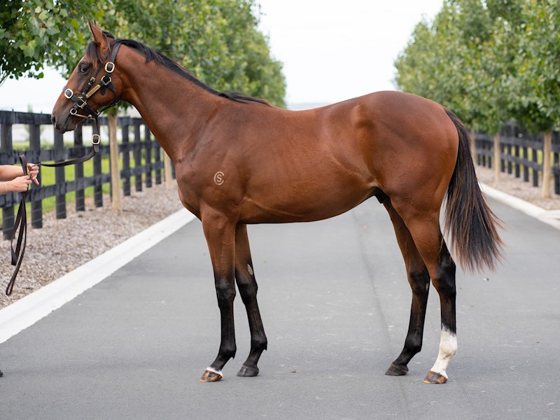 KarakaChat's tweet photo. The hammer has fallen on Lot 10 in NZB's National Online Yearling Sale. The #Tavistock colt out of #StellasHonour was purchased for $24,000 from @CambridgeStud. He is from the family of G1 stars #FairyKingPrawn, #EasyRocking and #CosmicEndeavour. 💥#WhereWinningBegins https://t.co/1vv9YJKwml