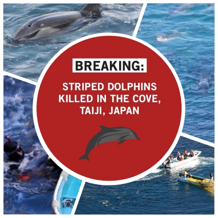 A whole family of 43 Striped Dolphins were wiped out.Brutally murdered and slaughtered 😭💔😭
#RedCove #Taiji #Japan #StopKillingDolphins #DontBuyATicket #DolphinProject #LifeInvestigationAgency