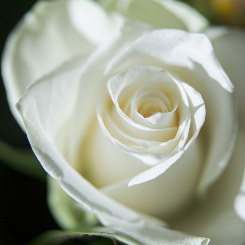 DGillettPhoto's tweet photo. When I am lucky enough to receive a bunch of flowers, my second thought, after “how wonderful” is that I’ll be able to photograph them as they bloom.

#flowers
#flowerphotography
#photography
#photographyblog https://t.co/9Er0KBRC8L