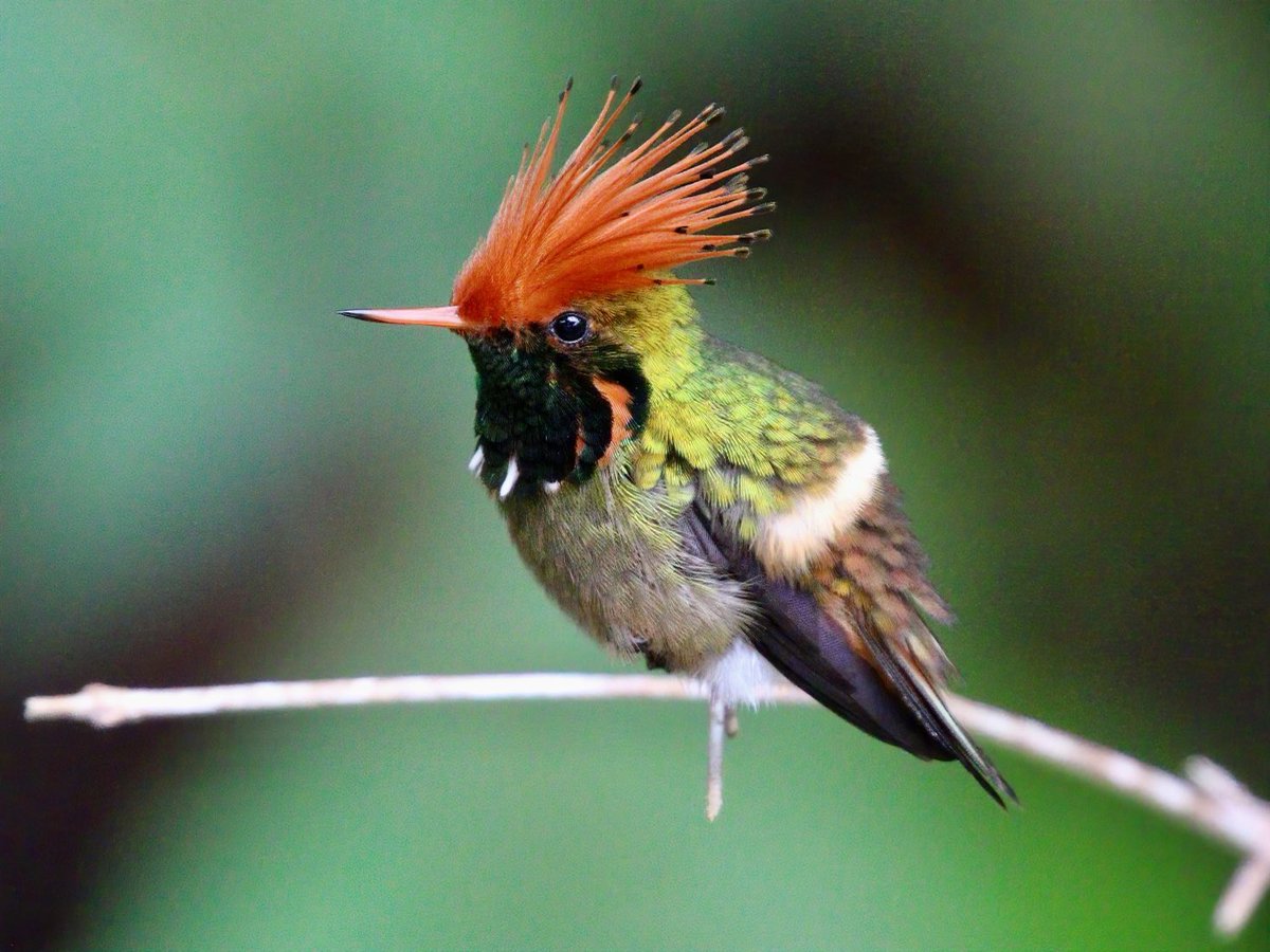 RT @TomCadwallender: Who is a pretty boy?; Rufous-crested Coquette, Peru. https://t.co/WrRSGhoDWN