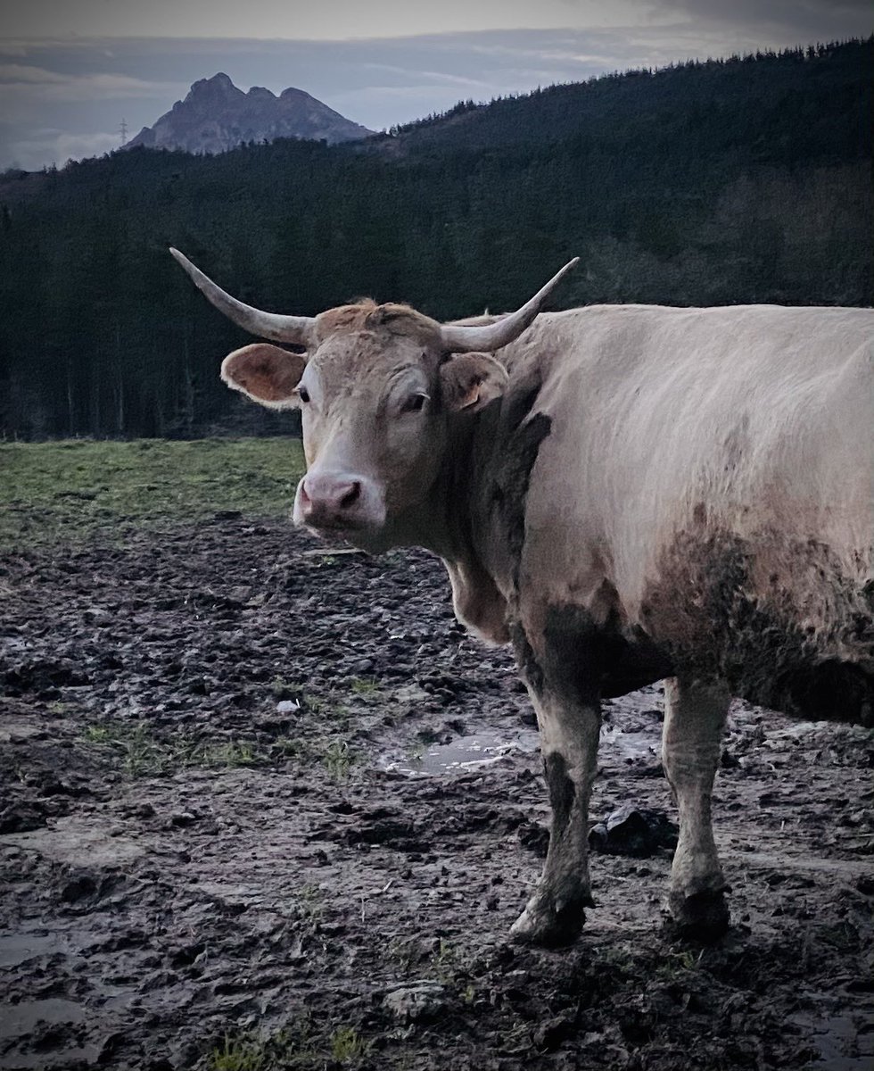 Gaurkoan Abadiñon ganauak estresik ez