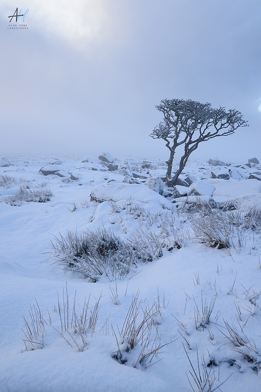 AlanHowe3's tweet image. Have we had enough of lone trees in the snow yet? I'm sorry if we are... here's another one I'm afraid. The fog rolled in hiding the background and helped diffuse the sun nicely @kasefiltersuk @benrouk1 @dartmoormag @dartmoornpa @uknationalparks @OPOTY @uklpoty #Dartmoor #Devon