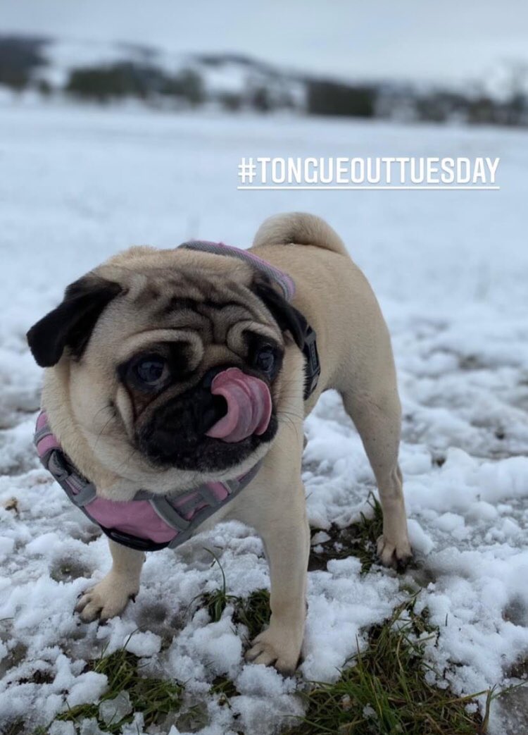 FPugface's tweet image. A day late, but it’s my first time
#tongueouttuesday