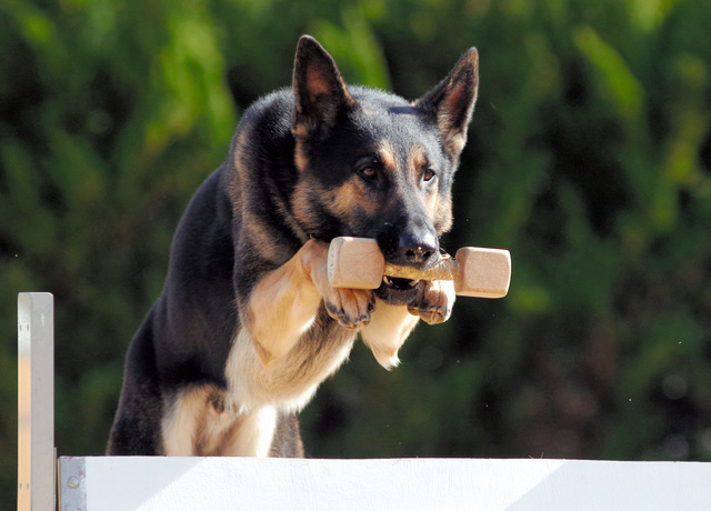 livedoornews's tweet photo. 【頑張れ】逃走した警察犬「クレバ号」 3カ月ぶりに現場復帰
https://t.co/tUJLkgGUHe

行方不明者の捜索中に逃走し、その後保護された兵庫県警の警察犬・クレバ号が4日から、現場復帰する。基本的な訓練を重ね、お墨付きを得ての再デビューとなる。 https://t.co/SgQmFJuuX0
