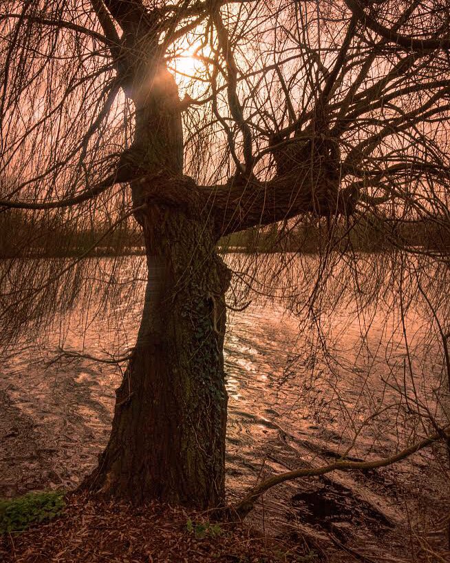 OutdoorReed's tweet photo. It’s a gently warming winter sun emerging over Brooklands Lakes
#brooklandslakes #dartford #backlighting #shootintothesun #earlymorningwalk #peacefulplace #lovetowalk #morningsunshine #backlitphotography #backlitphoto #directsunlight #peacefulmind #lightanddark #sunnywintermorn https://t.co/a0LRU8mKVU