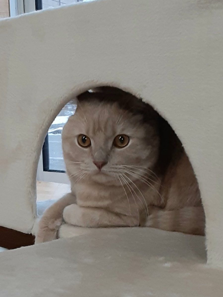 猫カフェちぐら 今日の猫カフェちぐら 新潟 猫 猫カフェ ブリティッシュショートヘア レノン 猫カフェちぐら 今日の猫カフェちぐら 新潟 猫 猫カフェ ブリティッシュショートヘア レノン