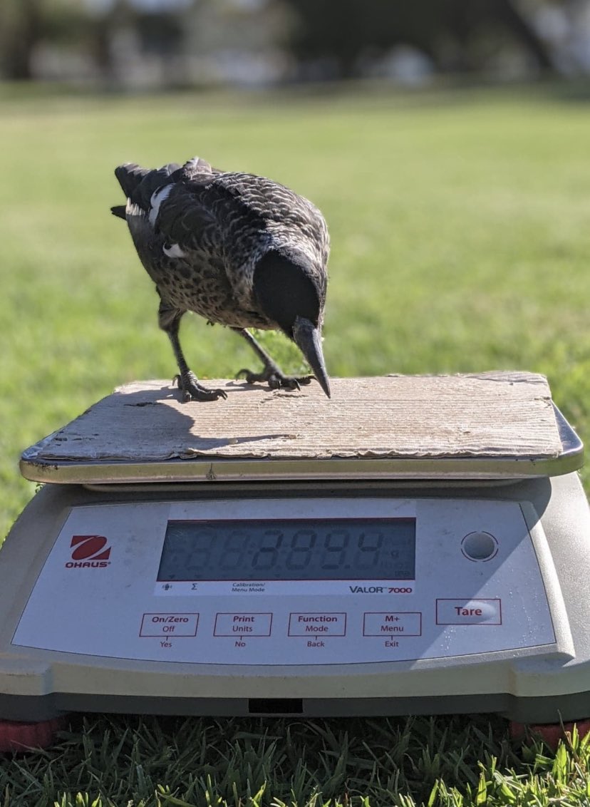 Amanda Ridley (@mandy_ridley) on Twitter photo Our fledglings are now old enough to be weighed regularly! Unlike last year, a mild start to the summer meant good offspring survival. This fledgling form group SCL is now learning to forage independently at nearly three months old. Photo by <a href="/Sarah_LWalsh/">Sarah Walsh</a> Our fledglings are now old enough to be weighed regularly! Unlike last year, a mild start to the summer meant good offspring survival. This fledgling form group SCL is now learning to forage independently at nearly three months old. Photo by <a href="/Sarah_LWalsh/">Sarah Walsh</a>