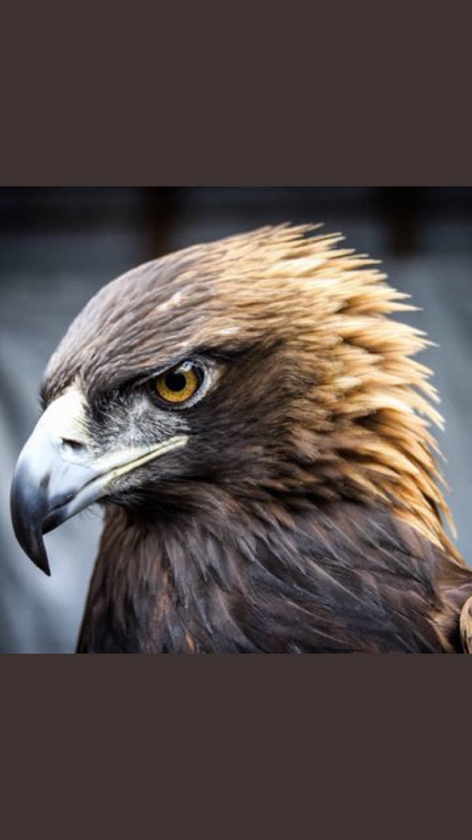 Беркут 2024. Беркут 2024. Беркут 2024. Фк беркут. Карельский беркут.