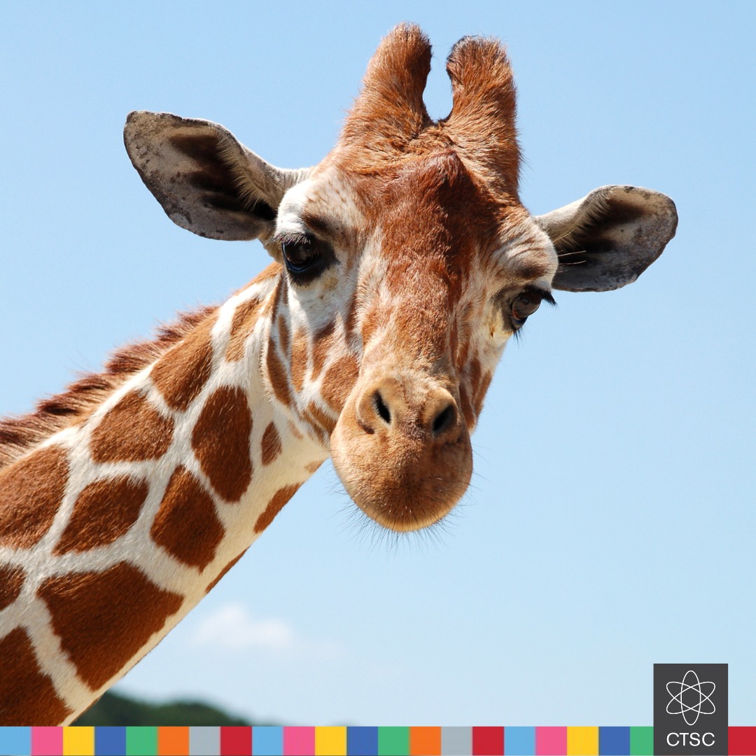 Parlez vous français?
The Cape Town Science Centre wants to grow our team working on an exciting pan-African conservation education programme. Needed: Primary School educationalist with experience in developing content. Must be bilingual - French/English 
email julie@ctsc.org.za