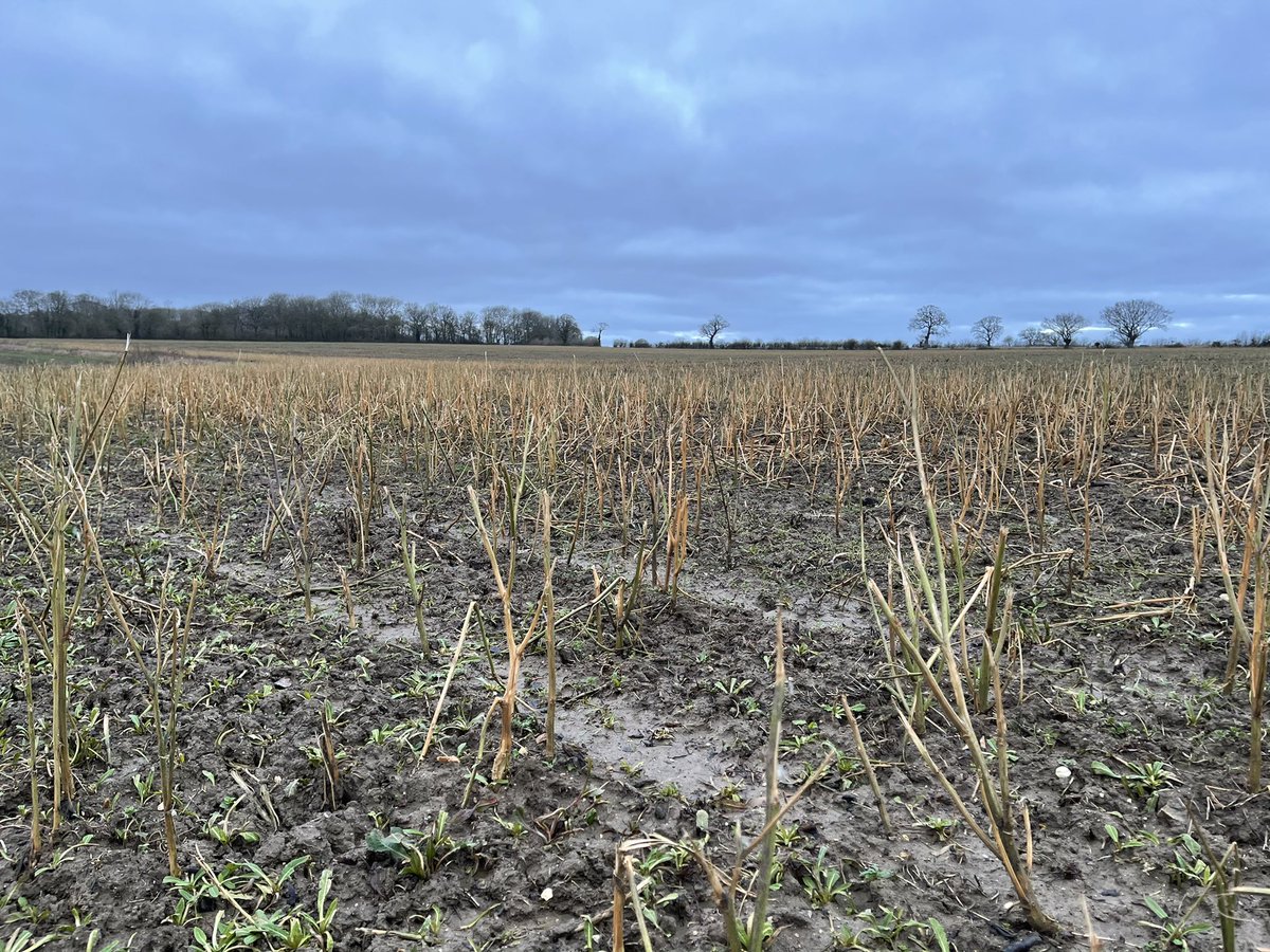 hanslope's tweet photo. Charlock control courtesy of #Sheep #NoChemicals @ShimplingPark #SpringCropping https://t.co/Cyno6jGOz4