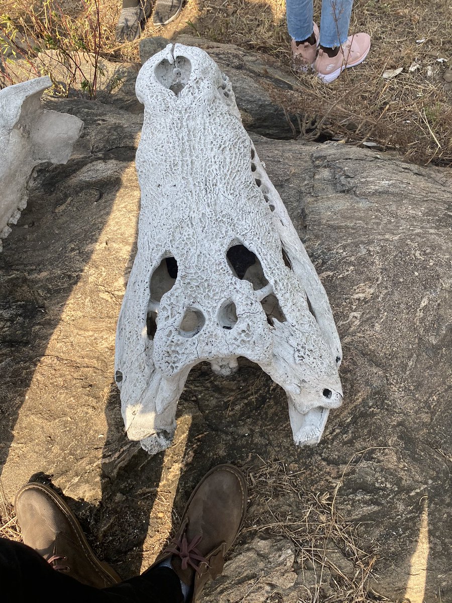Our first stop was at the wildlife center where we got to see a few crocodile, hippopotamus & elephants bones. The site however, need professional archeologists to reconstruct and preserve the bones as they are poorly kept by the rangers  #SSOT