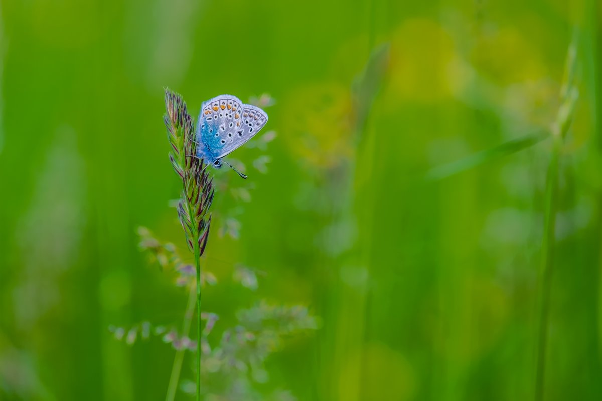 It's time to ban neonicotinoids for good 🚫

Following a decision by the Government to allow the emergency use of #Neonics, Butterfly Conservation signed a joint letter calling for the approval to be overturned.

But we need YOUR help, sign the petition. butrfli.es/NeonicsPetition