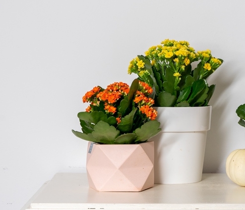 Keep it simple. 💚
#AlwaysKalanchoe #Kalanchoe #woestijnroos #AltijdKleurrijk #altijdMakkelijk #alwayscolourful #easycare #AltijdGezellig #vetplant #vetplantmetbloemen #potbloeier
