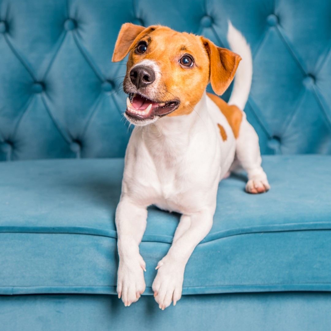 SpelthorneBC's tweet image. A stray dog (not pictured) was found in Staines yesterday. Please ring 01784 446251 if you have lost your dog.