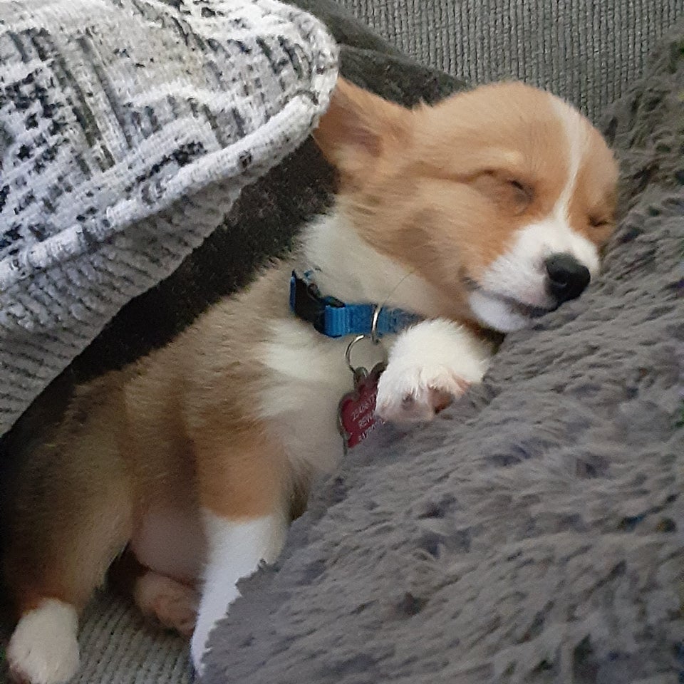 CorgiJennifer's tweet photo. Little pup, big world🤩🥰

#corgiThings #dog #Corgpedo #corgioftwitter #corgination #corgilife #TeamCorgi @BebeNeuwirth #Mark #CorgiCrew #Corgis #corgiofTwitter #corgilover https://t.co/UWv0n402Zc