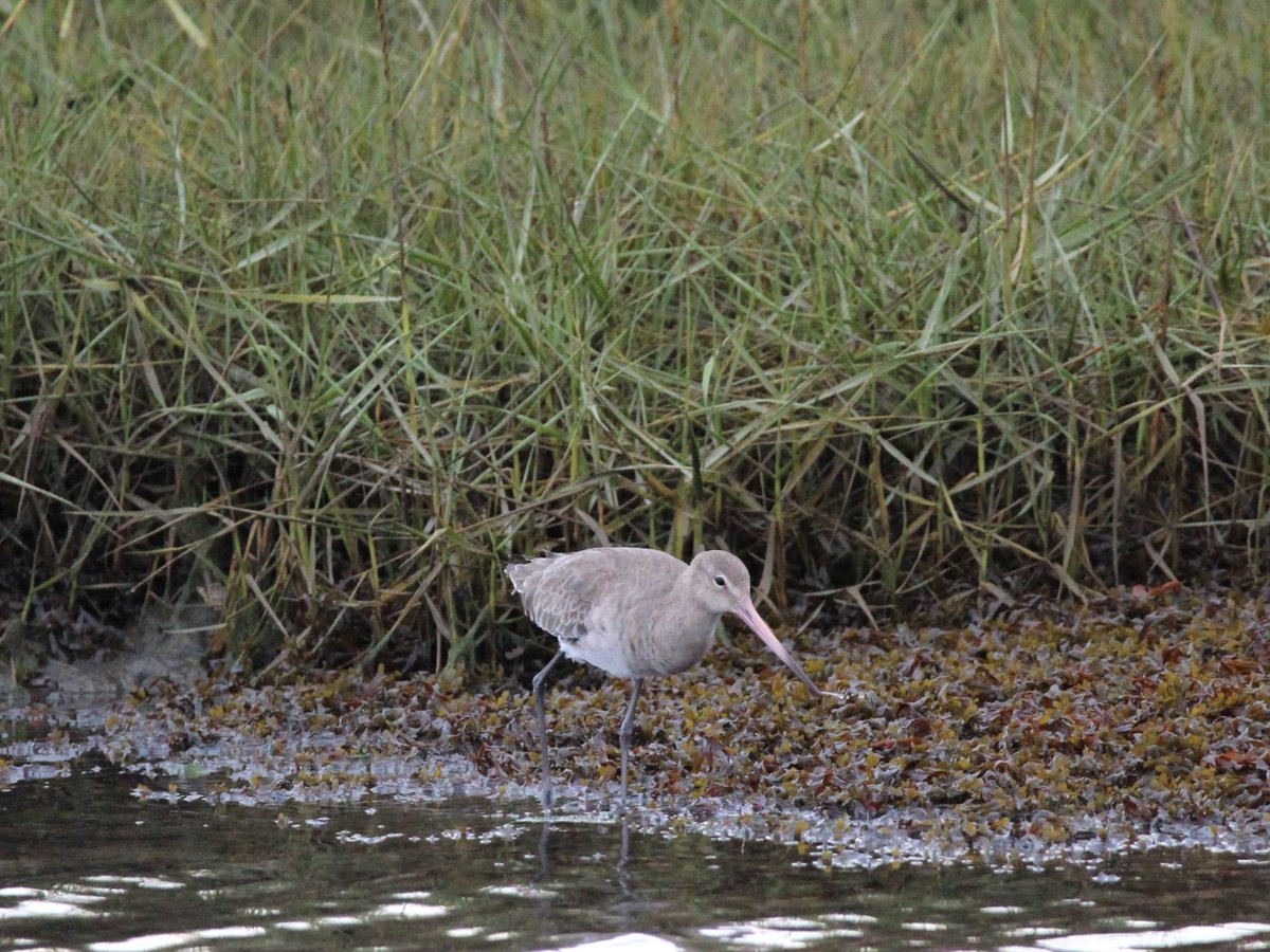 Saltmarsh & the intertidal mud contains an incredibly rich food source of invertebrates for our birds such as curlew, oystercatcher & godwits. They use their long beaks to probe into the mud & retrieve any creatures they find   #intertidalmud  #dinnertime  #wadingbirds