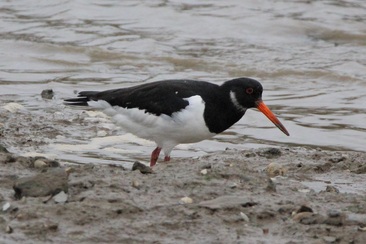 Saltmarsh & the intertidal mud contains an incredibly rich food source of invertebrates for our birds such as curlew, oystercatcher & godwits. They use their long beaks to probe into the mud & retrieve any creatures they find   #intertidalmud  #dinnertime  #wadingbirds