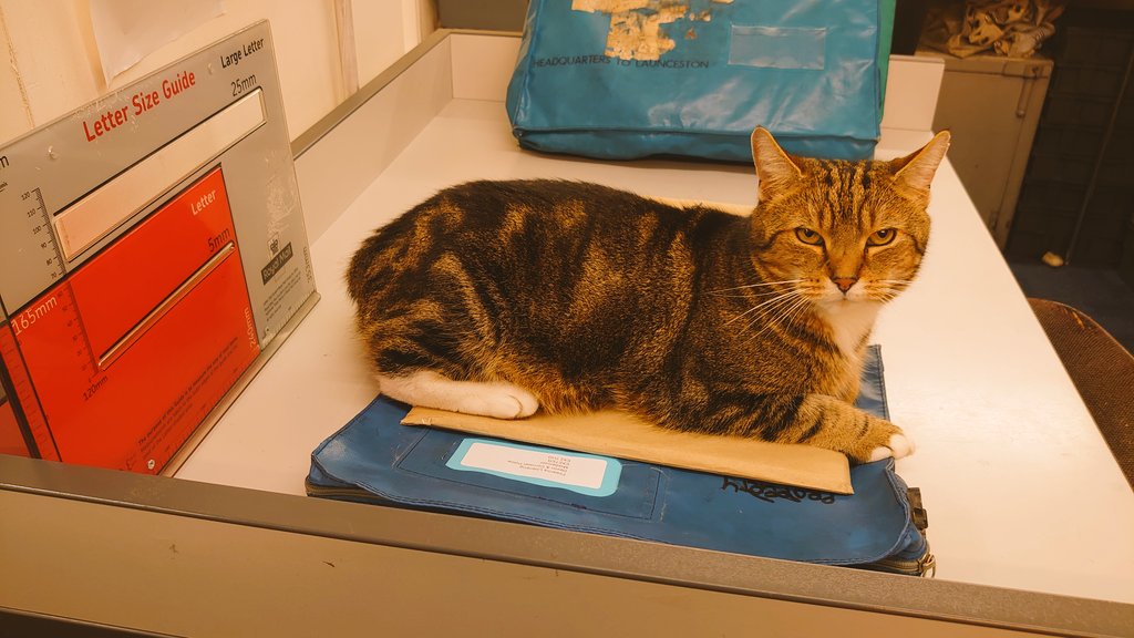 Longarmofthepaw's tweet photo. Good morning lovelys 😻
I'm back helping in the mail room this morning 😸 I'm wondering if I'm a large letter?? What do you think furfriends and pawpals 💖🐾😽 Am I pushing the envelope! 📮📬📦💌 #whiskerswednesday #mailcat #CatsOfTwitter https://t.co/OVHUDP4t10