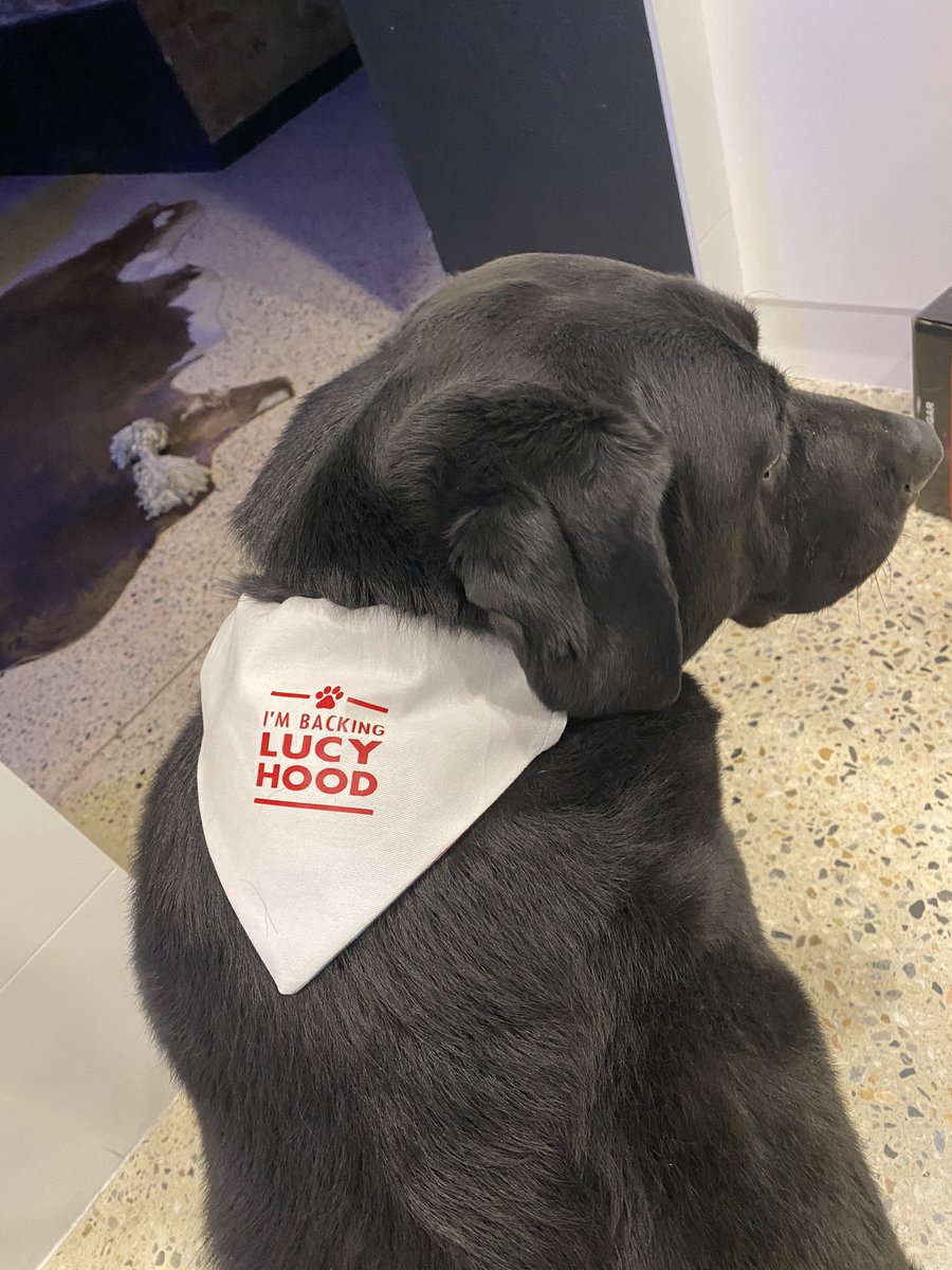 BrentonGriguol's tweet photo. @TKoutsantonisMP @PMalinauskasMP #timgoh @BenFitz
Does this convince the power brokers where our political allegiance sits #enzo the fat lab sporting the correct attire to support #lucyhood @LucyHood @emsbourke
He loves F1..... https://t.co/LxueadFcU6