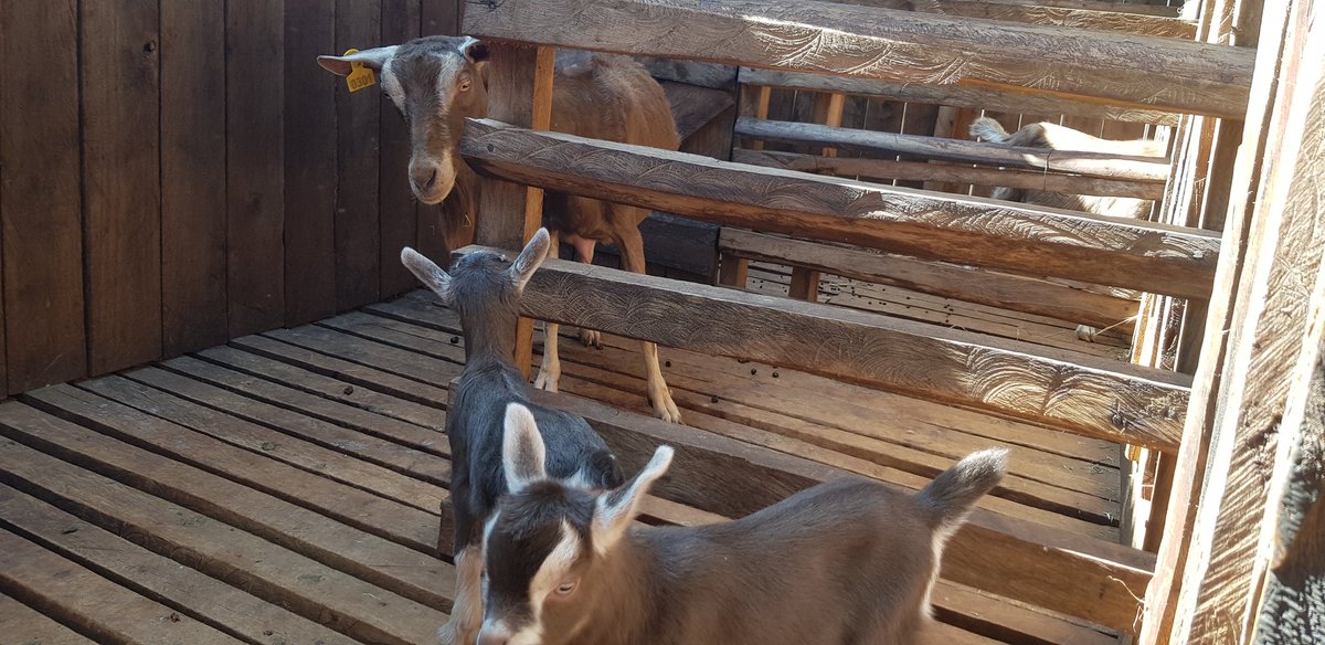 RamaraFarm's tweet photo. No kidding, we love these little ones.  Pure Toggs with generation data.
#Farm2You #GOAT https://t.co/5S9Bx5Xopu