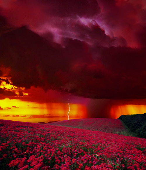 AceWeekly's tweet photo. Sunset Lightning, Colorado #SunsetLightning #Colorado https://t.co/hp4fZ5iT5o https://t.co/EnUJCUJYl7