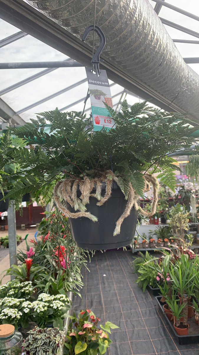 SavinNurseries's tweet photo. Fresh house plants in🌿 https://t.co/Md5NnVLH53