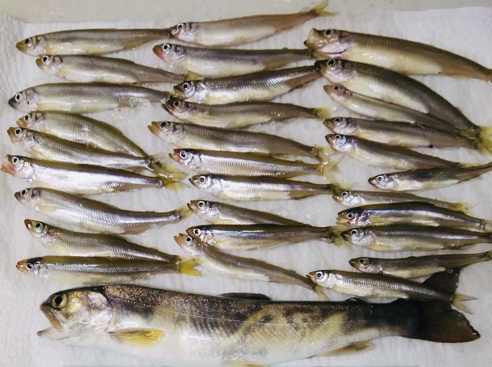 やまもも ワカサギ釣りin秋元湖 21 02 03 天気 強風 釣果 30匹 イワナ1匹 7 00過ぎから釣り始め 12 00前に終了 秋元湖 ワカサギ釣り ワカサギ 福島県 釣果