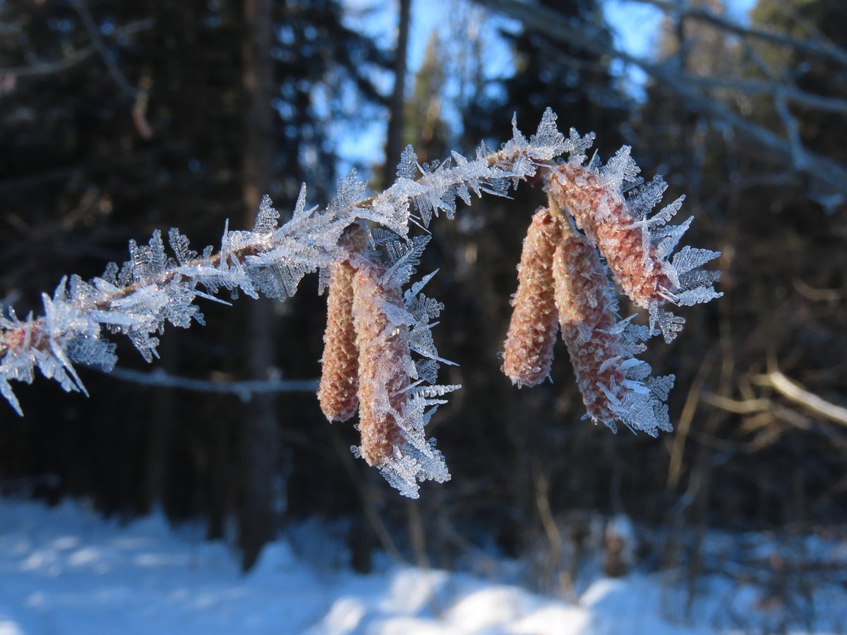 merlu53326660's tweet photo. 02.02.21 #мороз #frost #rimeice #изморозь #лещина #inaturalist
https://t.co/33Fml5Nbww https://t.co/Iz44HbW4q3