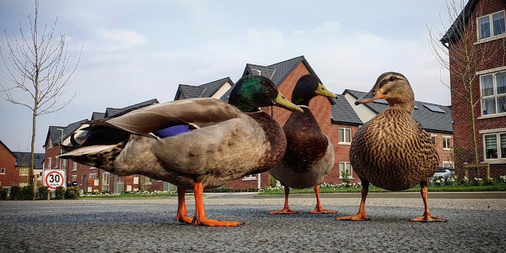 'We own the streets now!' With people staying at home, 3 Mallard ducks well outside of their normal habitat, seized the opportunity to make the streets their home and even appear to be hatching a plan.🦆 This super photo was taken by @tommygrealy for our annual photo contest.