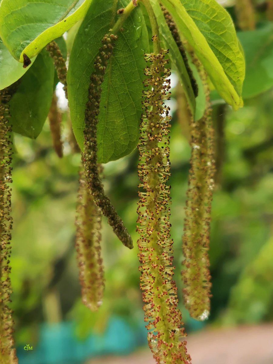 GrowersCJM's tweet photo. Tassel-berry (Antidesma venosum) flowers close-up
🌿🌿🌿
#FloraofsouthernAfrica #agroforestry
#treenursery #ecology #trees #treesofSouthAfrica #KnowGrowConserveEnjoy #allthingsbotanical #Durban #Buylargetrees #largetrees #arbor #maturetrees #treesforsale
#plantmoretrees https://t.co/tVoMHuNatO