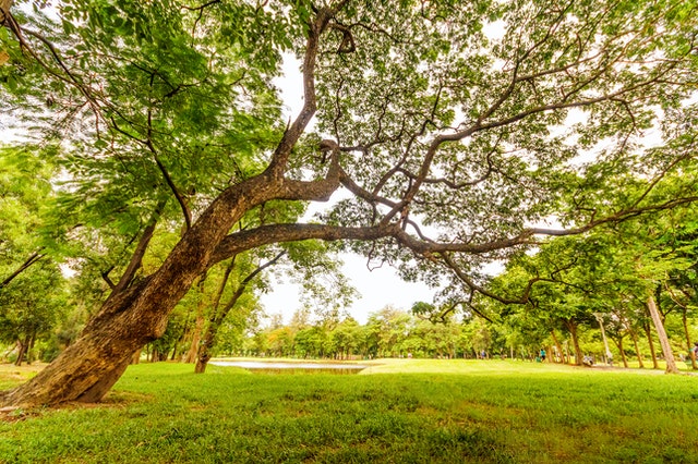 Tune into @LSLocalTV tonight at 6.30 to see @Daxa_M_Patel talk about the book in the beautiful surroundings of Golden Acre Park, a place with many memories and connections to Daxa's Dad.