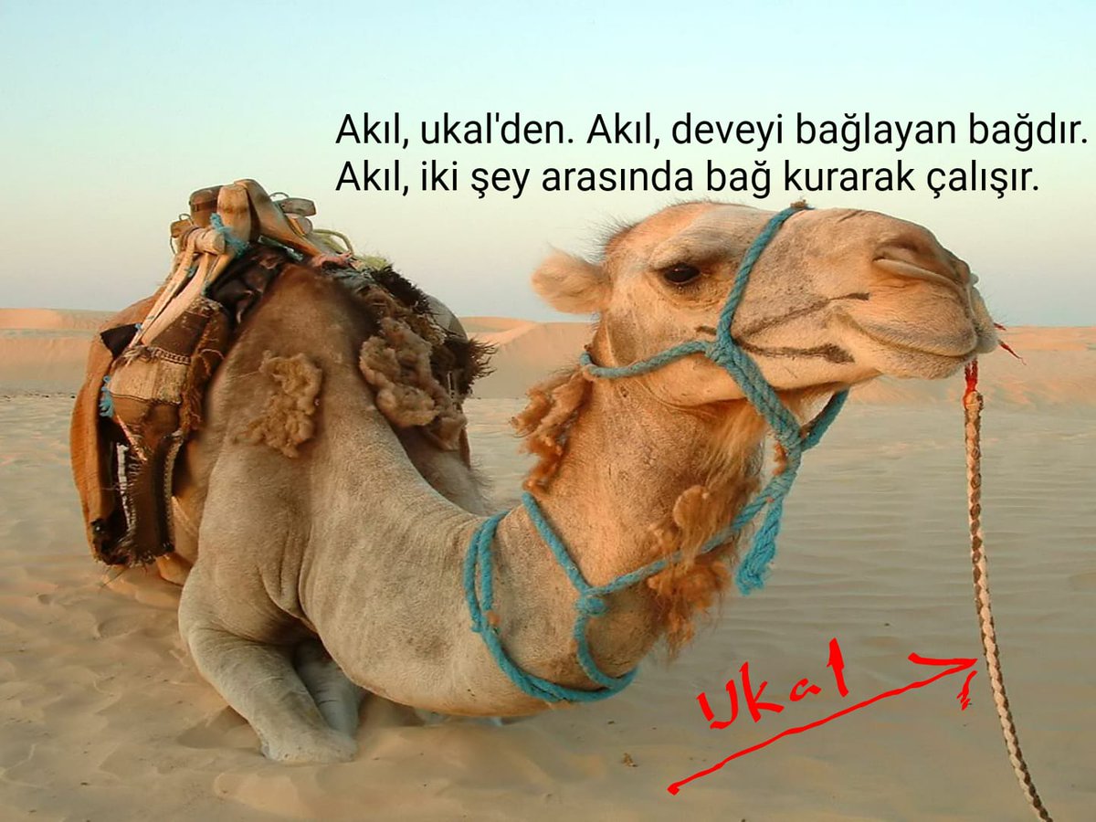 верблюд во сне. к чему снятся верблюды сонник. 3х горбый верблюд. красивый верблюд. к чему снятся верблюды сонник.