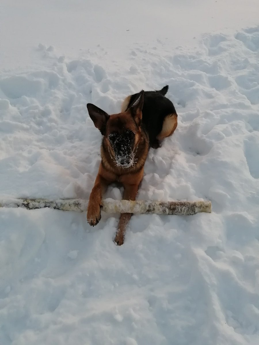 _accident2015_'s tweet photo. Вроде немецкая овчарка. https://t.co/pzXjplWSN8